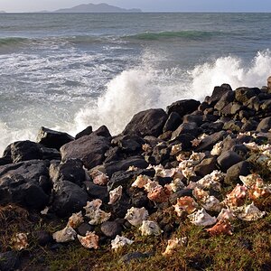 guadeloupe_muscheln.jpg
