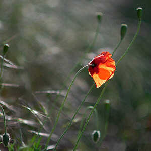 Mohnblüte im Gegenlicht.jpg