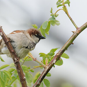 N5177671nikon.jpg