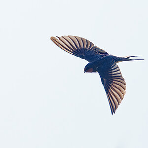 N5157330nikon-1.jpg