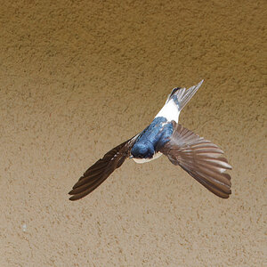 N5268924nikon.jpg