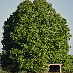 baum_unterstand.jpg