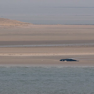 250222 Wal Minsener Oog-1.jpg