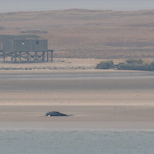 250222 Wal Minsener Oog-2.jpg