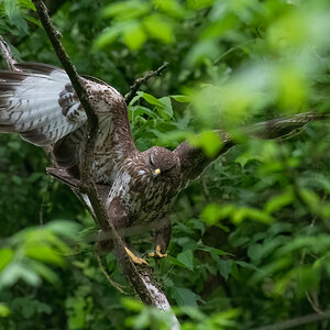 Buzzard-1.jpg