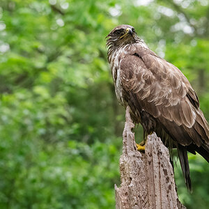 Buzzard-5.jpg