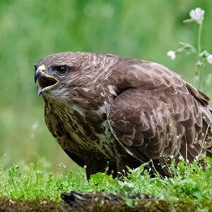 Buzzard-3.jpg