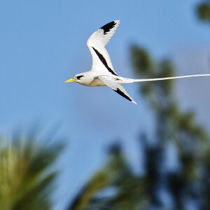 Weißschwanz-Tropikvogel I.jpg