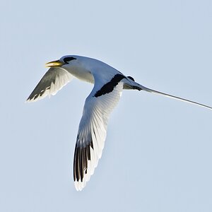 Weißschwanz-Tropikvogel III.jpg