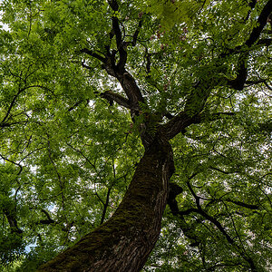 Baum.jpg