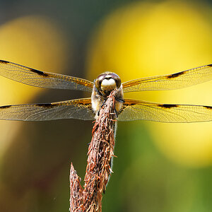 N5319328nikon.jpg