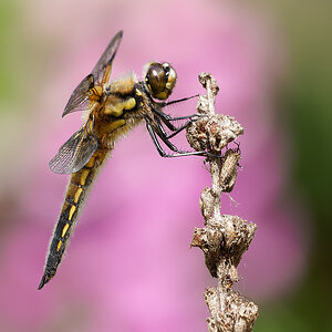 N5319317nikon.jpg