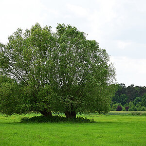 Z8A_0768t5l5fks40p1.jpg