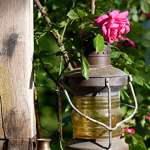 Rundumlicht mit Rose.jpg