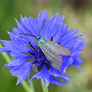 Kornblume mit Besucher.jpg