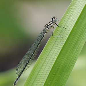 N6019422nikon.jpg