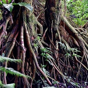 guadeloupe_wurzeln_2.jpg