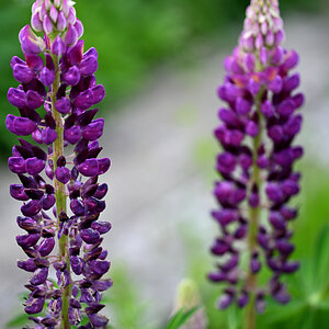 lupinen01.JPG