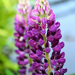 Lupinen02.JPG