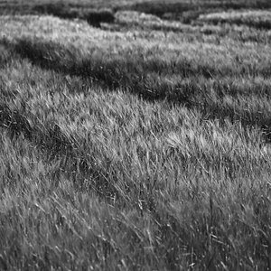 Wintergerste BW.jpg