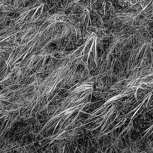 Grass.jpg