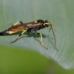 N6029597nikon.jpg