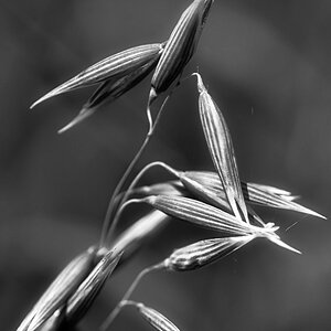 Haferrispe 1 BW.jpg