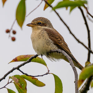 NZ9_5101_Neuntöter_Jungvogel_IA_7_2024.jpg