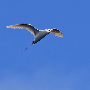 Rotschwanz-Tropikvogel I.jpg