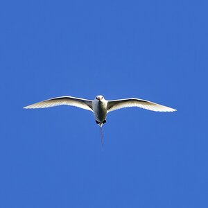 Rotschwanz-Tropikvogel II.jpg
