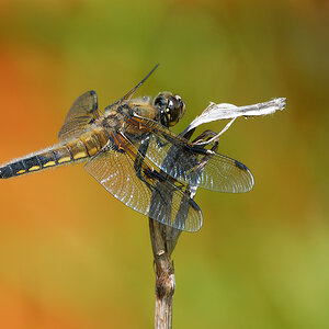 N6039689nikon.jpg