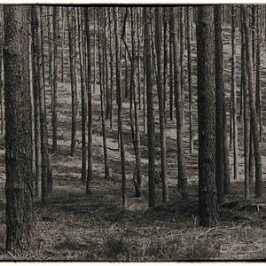 Kiefern-Monokultur BW.jpg