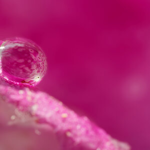N6099816nikon.jpg
