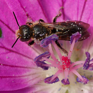 N6099796nikon.jpg