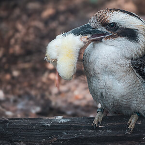 Jägerliest im Vogelpark Walsrode