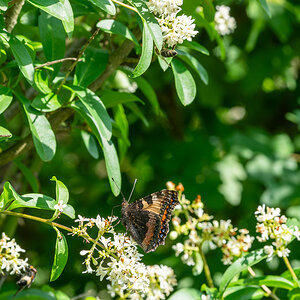 DSC_6533.jpg