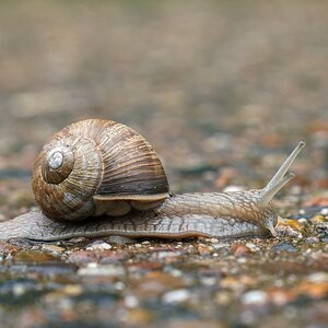 schnecke.jpg