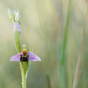 N6119906nikon.jpg