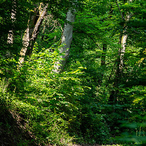 DSC_6542.jpg