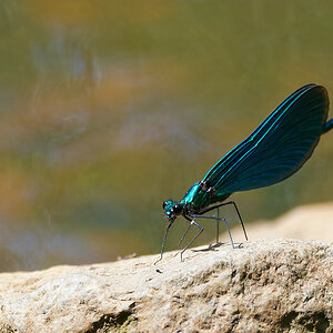 N6130379nikon.jpg