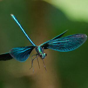 N6130239nikon.jpg