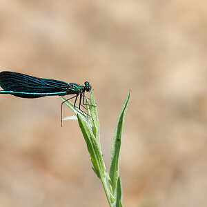 N6130079nikon.jpg