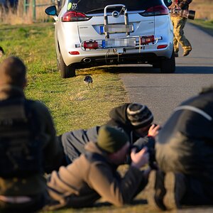 Uferschnepfenfotografie.jpg