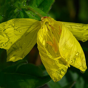 Blume.jpg