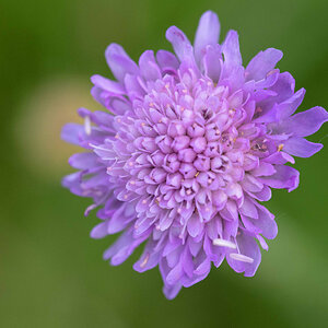 Witwenblume.jpg
