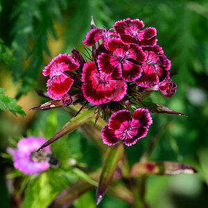 Blume.jpg