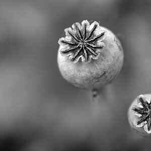 Mohnkapseln BW 2_1.jpg