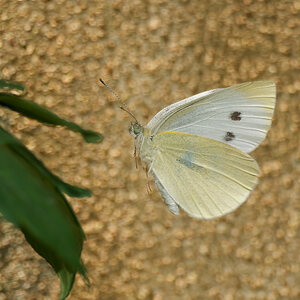 N6160755nikon.jpg