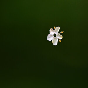 Holunderblüte 1.jpg