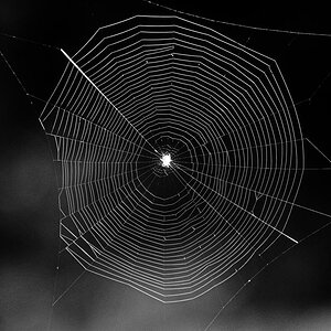 Spinnennetz 1 BW.jpg